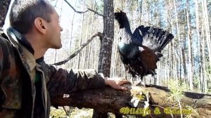 глухарь токует на руке!!! - Wood grouse in the hand! - Wildlife Belarus