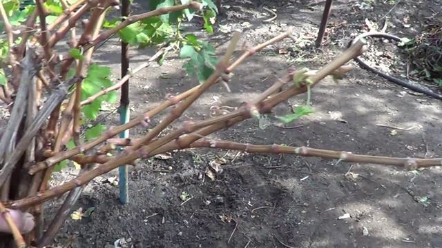 Саженцы Преображения. Виноград 2014. смотреть онлайн