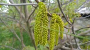 опыление грецкого ореха. как улучшить