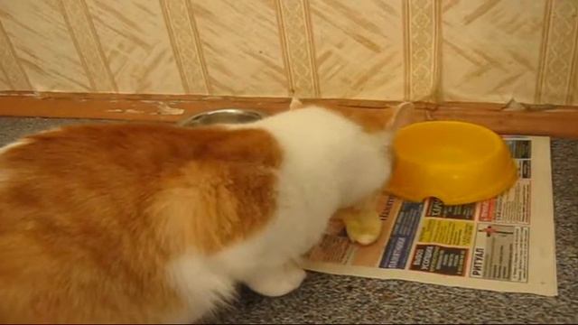 Кошка бананоед смотреть онлайн
