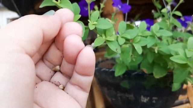 How To Harvest Petunia Seeds