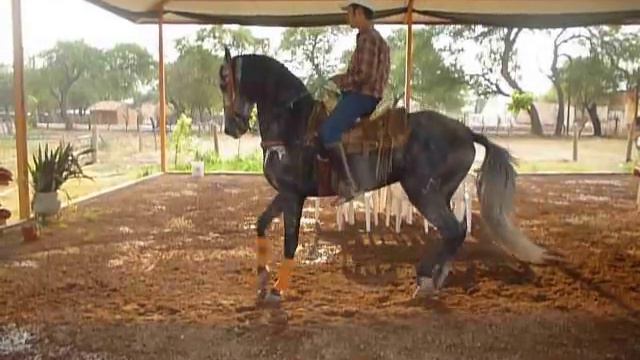 EL ALEGRE DE SAN MARTIN HIDALGO смотреть онлайн