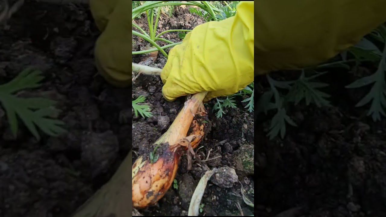 Сажала лук ХИТРЫМ СПОСОБОМ. Показываю урожай #shorts смотреть онлайн