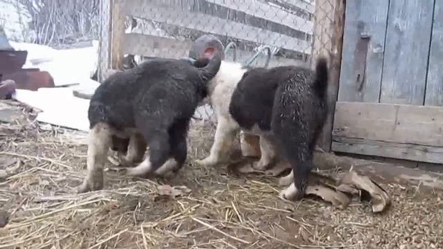 Гурхан и Гайбар смотреть онлайн