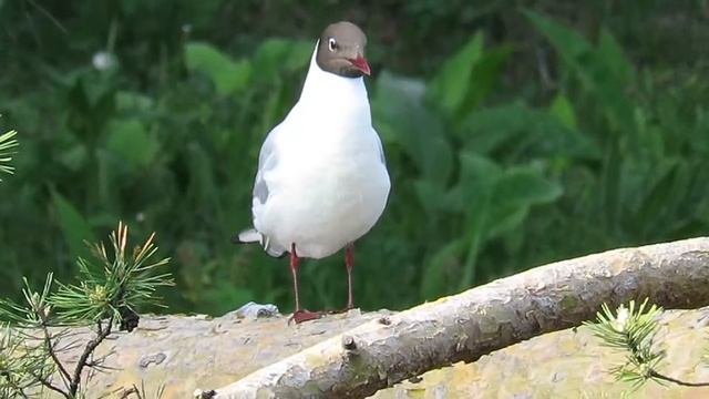 Чайка озерная - изящная птица, Black-headed gull смотреть онлайн