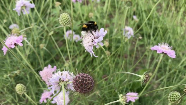 Duifkruid ~ Scabiosa columbaria | NL Bloeit! ~ Planten van hier смотреть онлайн