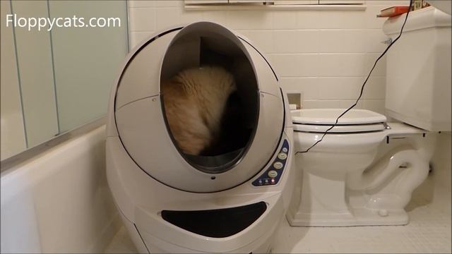 Top 5 Best Cat Litter Boxes of 2023 (We Reviewed Them All) смотреть онлайн