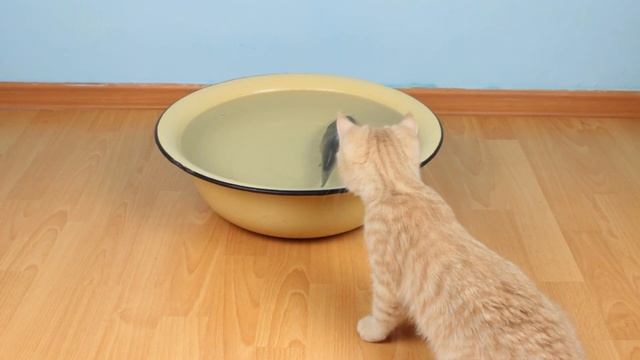 РЕАКЦИЯ КОШЕК НА НАСТОЯЩУЮ ЖИВУЮ РЫБУ смотреть онлайн