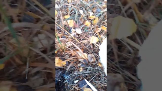 Семейный поход по грибы смотреть онлайн