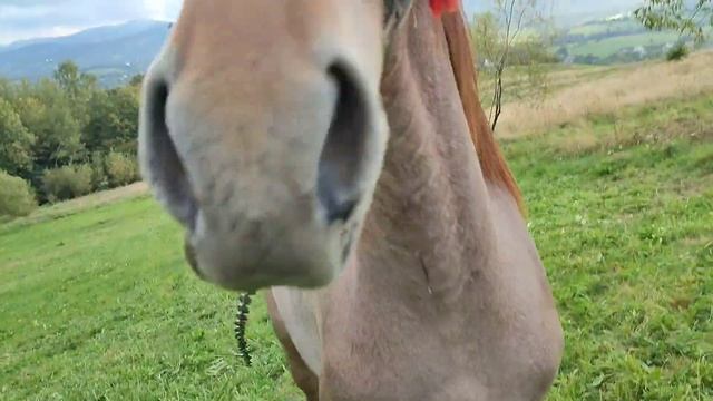 ?ГАРНІ КОНІ НА ПРОДАЖ В ПАНА ВАСИЛЯ ?/БРИЧКА НА ПРОДАЖУ??? смотреть онлайн