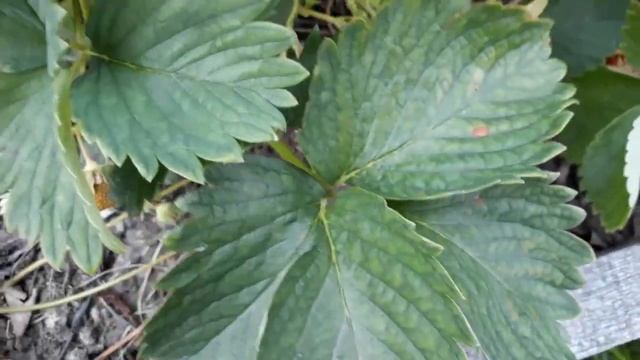 Клубника!Любимые сорта Соната,Полка и Флоренция!Земляника Барон Солемахер! смотреть онлайн