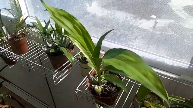 Цветение орхидеи целогина (Coelogyne lawrenceana) смотреть онлайн