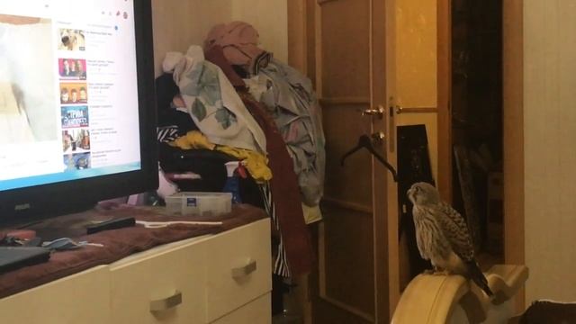 Сокол сокола на ютубе смотрит!)) смотреть онлайн