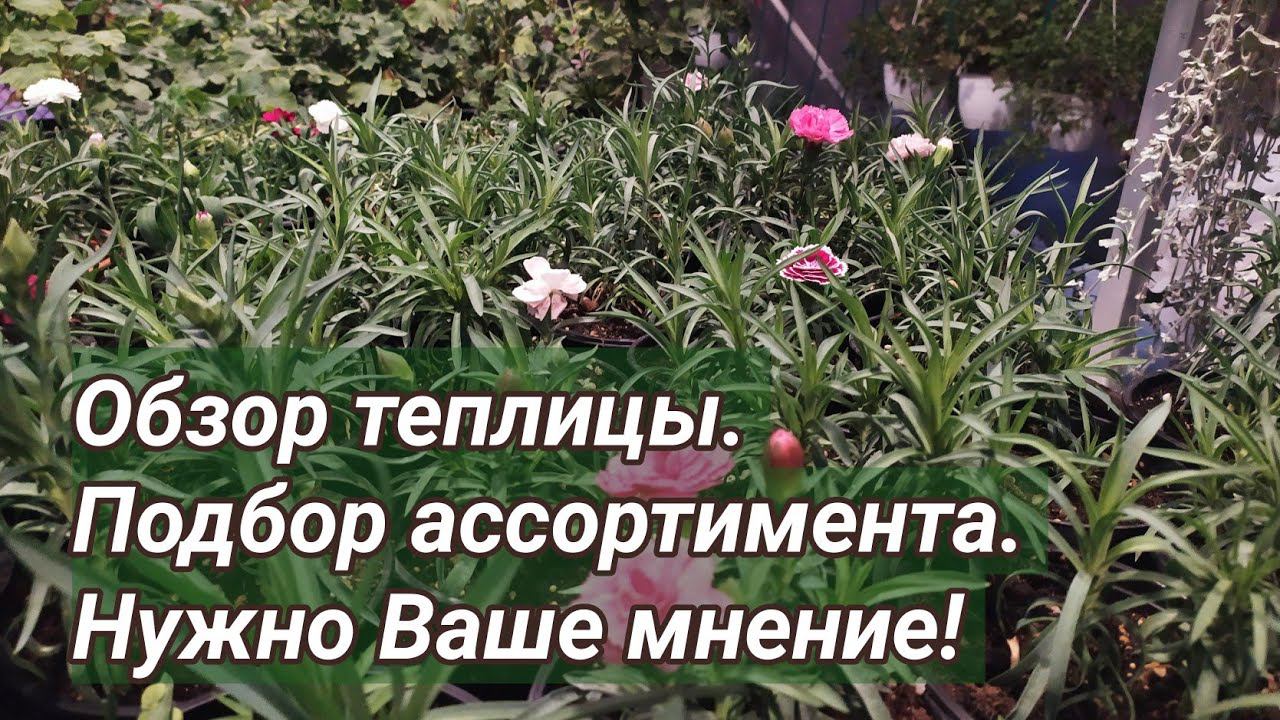 Обзор теплицы и будущего товара. Выбор семян - нужен Ваш совет! смотреть онлайн