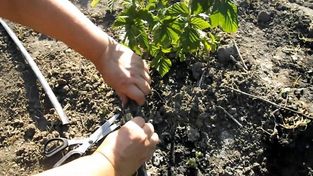 Ремонт капельной ленты. Самый бюджетный способ. смотреть онлайн