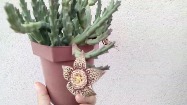 #150 Planta Orbea Variegata смотреть онлайн