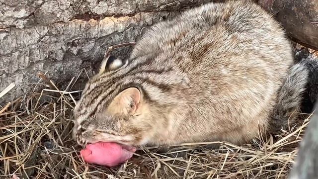 Исчезающие животные! Амурские леопардовые коты! Забава, Лёва и Дива. ПАРК БЕЛЫЙ ЛЕВ ВЛАДИВОСТОК смотреть онлайн