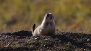 Трудности перевода 5 серия «Над чем смеются крысы?» (документальный сериал, 2023)