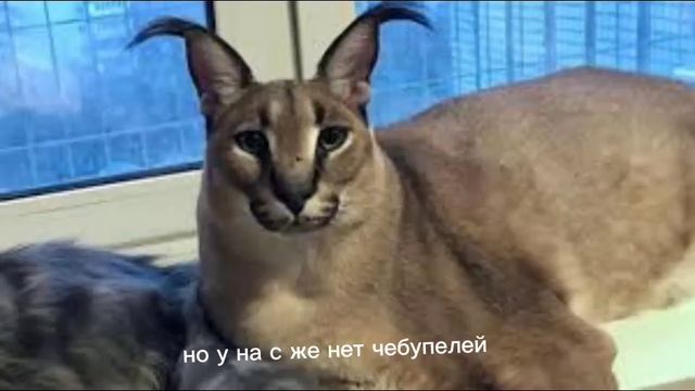 у шлепы суп с чебупелкй смотреть онлайн