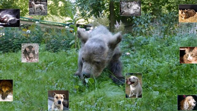 Нас 900! смотреть онлайн