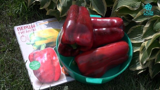 Сладкий перец Кинг смотреть онлайн