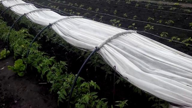 капельный полив...