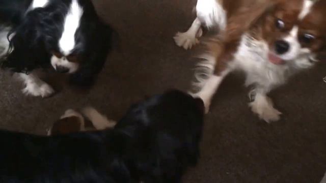 Кавалер Кинг Чарльз спаниель ( щенки Дебби и Винсента)