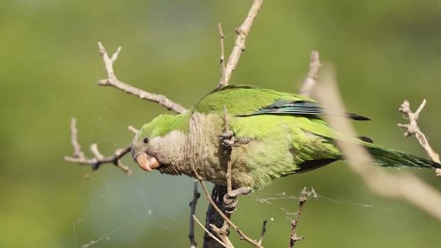 Всем доброго утра и хорошего дня! смотреть онлайн