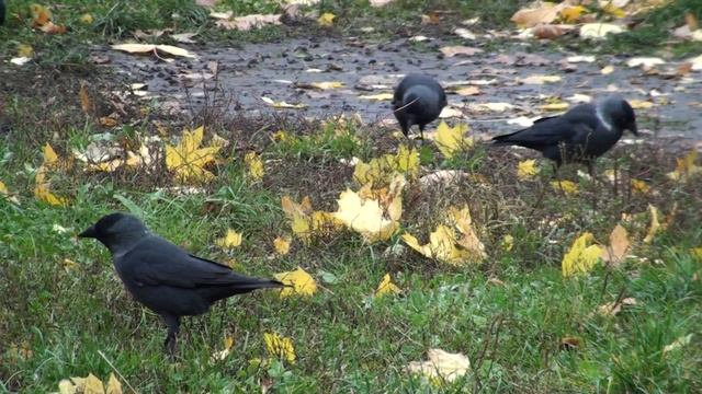 Жизнь вокруг нас. Осень. Птицы. смотреть онлайн