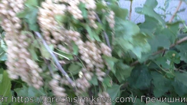 БАЯНА белоплодная смородина гигант по размерам и урожайности смотреть онлайн