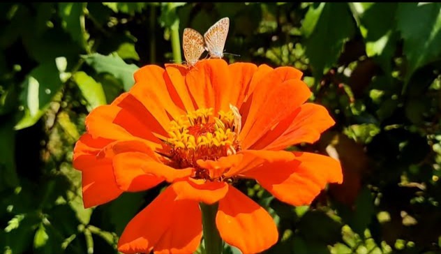 Красоты нашего лета 2021 на даче... смотреть онлайн