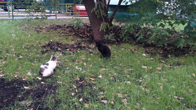 Отважная мышь нападает на кошек! смотреть онлайн