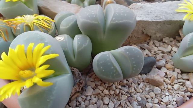 41. Lithops olivacea en floración. смотреть онлайн