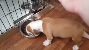 Купили щенка породы Амстафф. У Рокки новый дом. Чем кормить щенка?