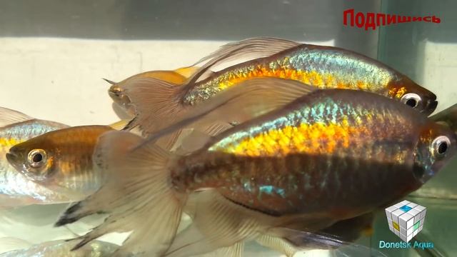 как содержать рыбу Конго. Phenacogrammus interruptus, Aquarium fish, Zierfische, Laichfische смотреть онлайн