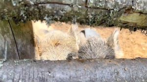 ХАСКИ НАПАЛ НА ЗМЕЮ / УРА! ДЕНЬ РОЖДЕНИЯ!