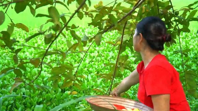 Harvest Life Harvesting Guava, Jackfruit To Go To The Market, Green Garden Care смотреть онлайн