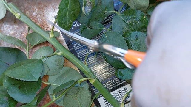Розмноження троянд восени/Propagation of roses by cuttings/ Multiplication des roses par bouturage смотреть онлайн