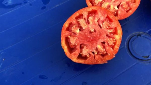 Томат Козье Вымя. Goatbag tomato