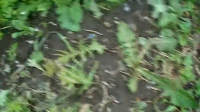 Ранняя морковка смотреть онлайн