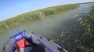 ПОПАЛ НА  КЛЁВ!!!  КРУПНЫЙ САЗАН  РВЕТ СНАСТИ НА МЕЛКОВОДЬЕ! ОЗЕРО ЧАНЫ.