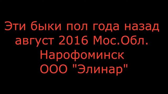 Бельгийская бело голубая смотреть онлайн