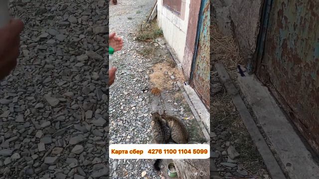 Помощь животным смотреть онлайн