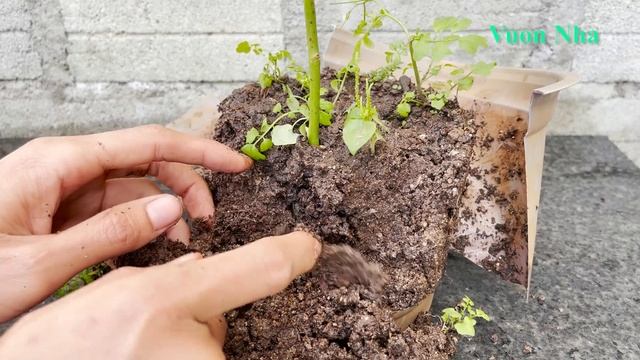 Planting rose branches with bananas | How to grow roses смотреть онлайн