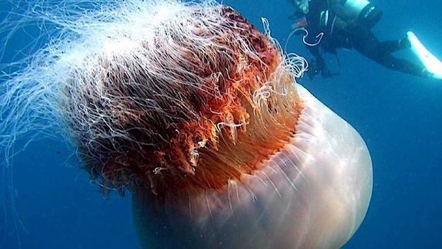 Самые аномально большие животные! Гигантские животные, в существование которых сложно поверить. смотреть онлайн