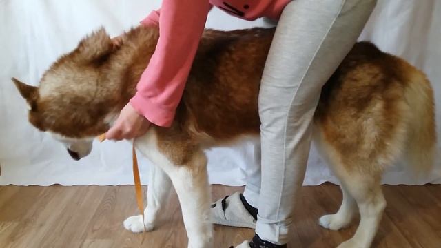 Как снять мерку для ездовой шлейки| Хаски Ездовой спорт| смотреть онлайн