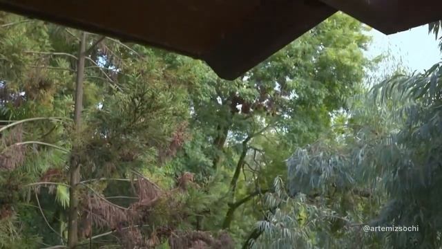 Вилла в центральном Сочи смотреть онлайн