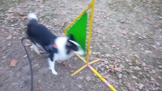 Виктория и Марли первые занятия Спорт с собакой СОБАЧЬЕ ХОББИ Харьков DOGGY HOBBY смотреть онлайн