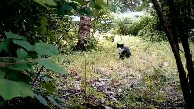 Кошки боятся крыс)))!!! Умора) смотреть онлайн