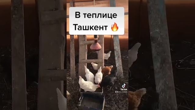 Куры зимой в теплице. смотреть онлайн